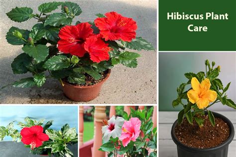 Toradh íomhá ar How to Care for Hibiscus