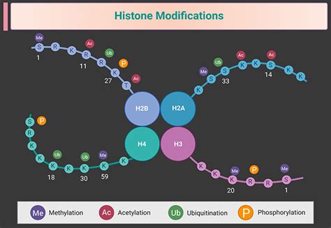 Image result for Algorithm of Histone Modification Assay