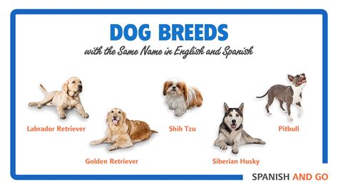 Image result for Spanish Dog Body Language