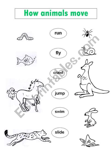 Image result for How Animals Move Worksheet