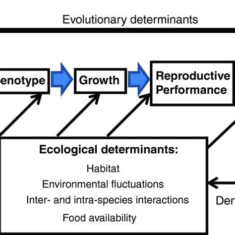 Image result for Fish Oocyte