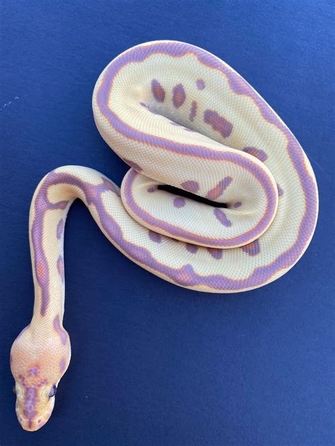 Afbeeldingsresultaten voor Coral Ball Python