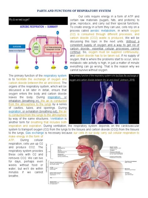 Afbeeldingsresultaten voor Respiratory System Notes PDF