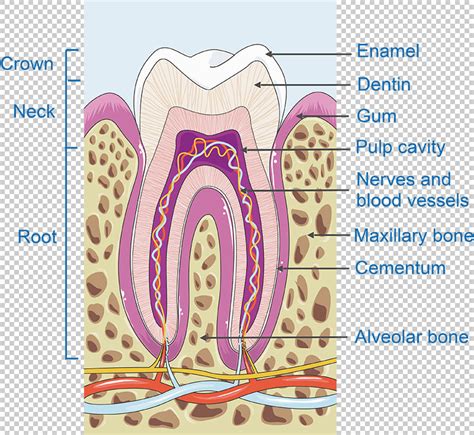 Image result for Python Tooth Structure