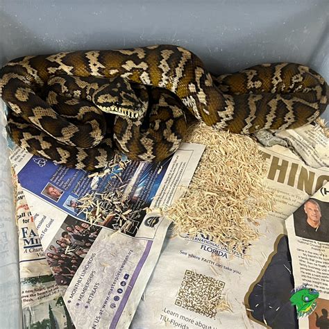 Grey Coastal Carpet Python に対する画像結果