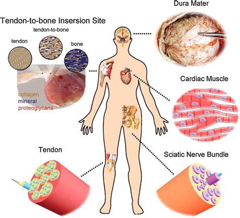 Image result for Types of Human Tissue and Their Functions