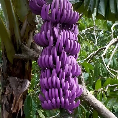 Toradh íomhá ar Blue Java Bananas