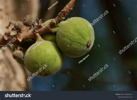 Gular Tree に対する画像結果