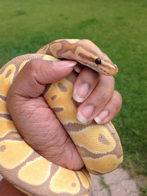Cute Pet Python に対する画像結果