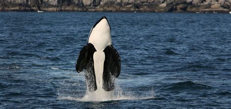 Afbeeldingsresultaten voor Orca Swimming