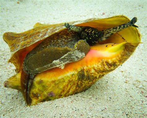 Image result for Conch Out of Shell