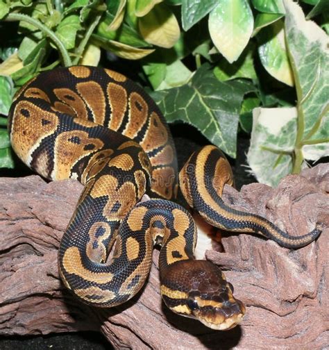 Image result for Royal Python in the Wild