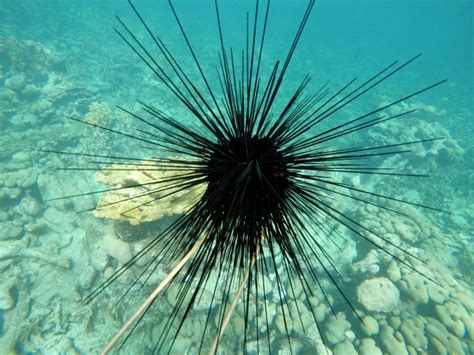 Toradh íomhá ar CBS Java Sea