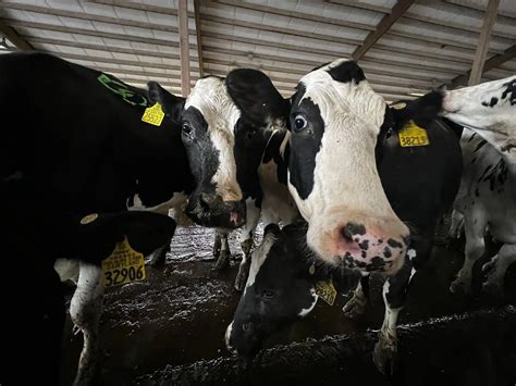 Image result for Ai Dairy Cows Facebook
