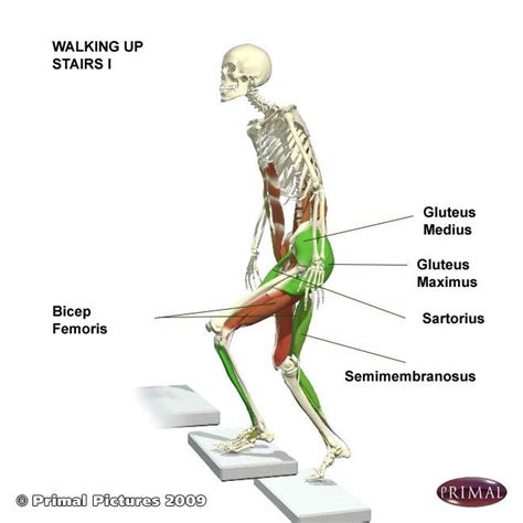 Afbeeldingsresultaten voor Muscles Used Walking