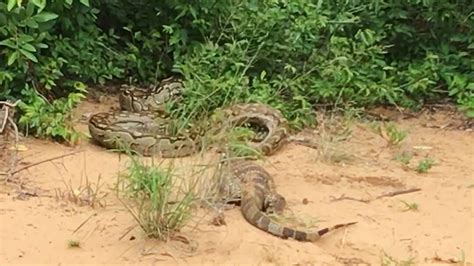 Bildergebnis für Terrifying Python