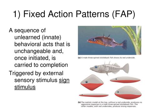 Image result for Fixed Action Pattern