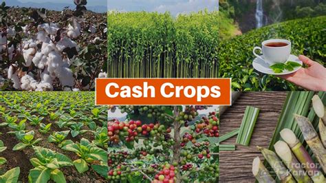 Image result for Examples of Cash Crops