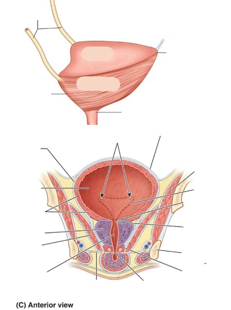 Image result for Blood Vessels in Bladder Diagram