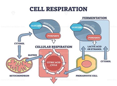 Cellular Respiration Easy に対する画像結果