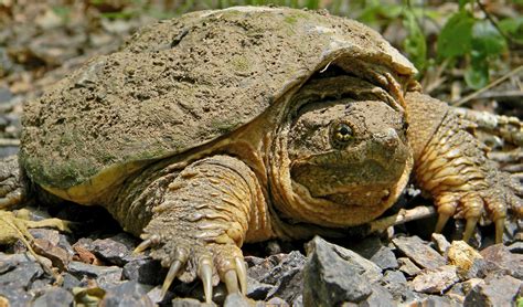 Image result for Snapping Turtle Size