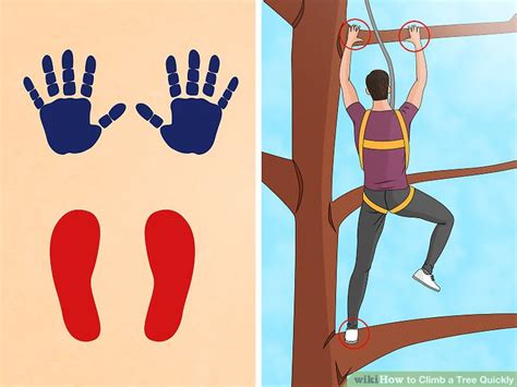 Image result for Easiest Tree Climbing Method
