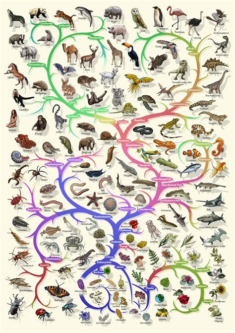 Image result for Evolutionary Tree