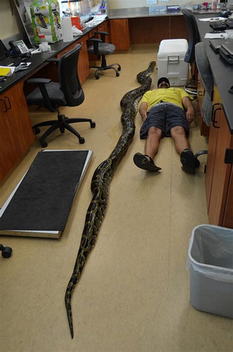 Image result for Man Wrestles Python