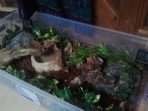 Toradh íomhá ar Ball Python Exhibit