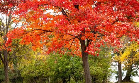 Image result for Maple Tree Firearms