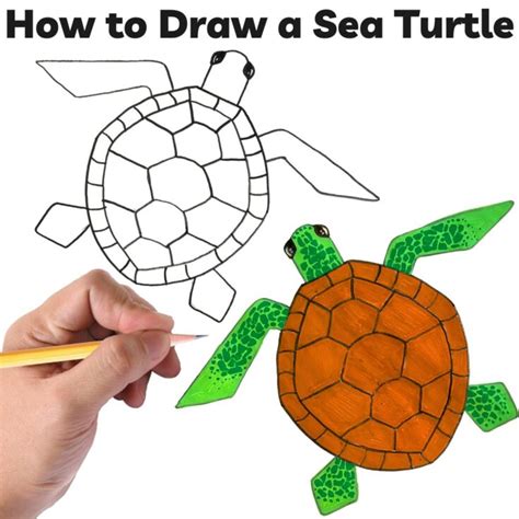Toradh íomhá ar Turtle Drawing Step by Step