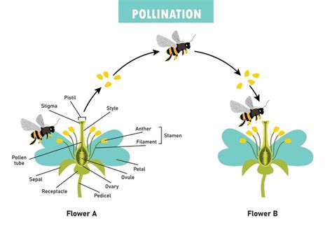 Image result for Self-Pollination Animated Diagram