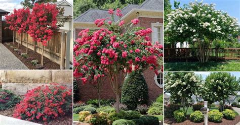 Image result for How to Plant Crepe Myrtle Tree