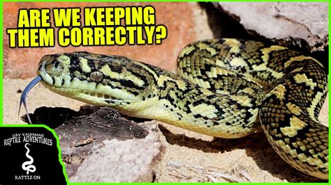 Toradh íomhá ar Carpet Python Tick