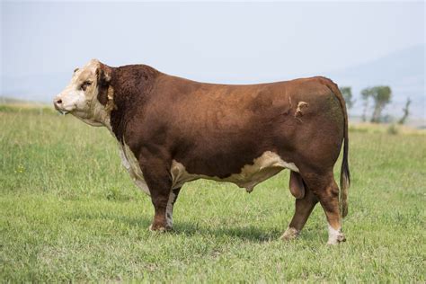 Image result for Cow Hereford Cattle