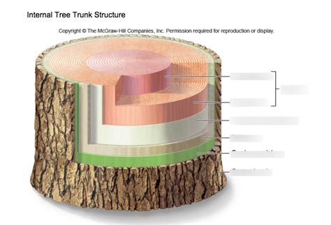 Résultat d’images pour Internal Tree Structure