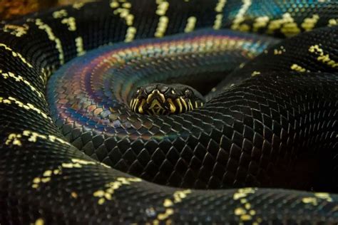 Black Rainbow Snake Python に対する画像結果