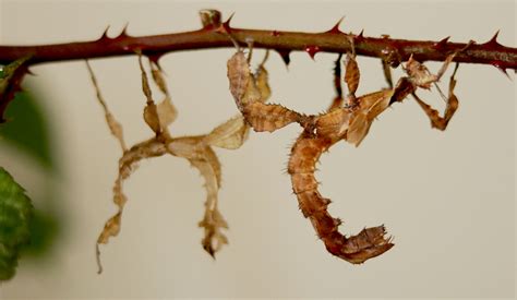 Image result for Flapper Tak