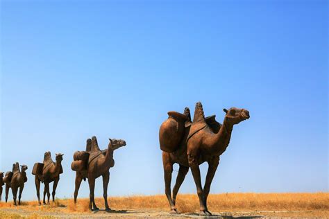 Afbeeldingsresultaten voor Camelid