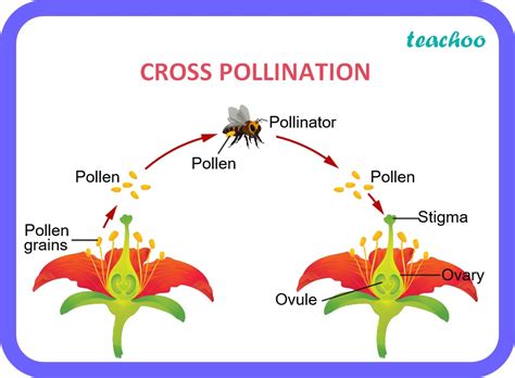 Afbeeldingsresultaten voor Flow Chart On Pollination and Agents Class 7