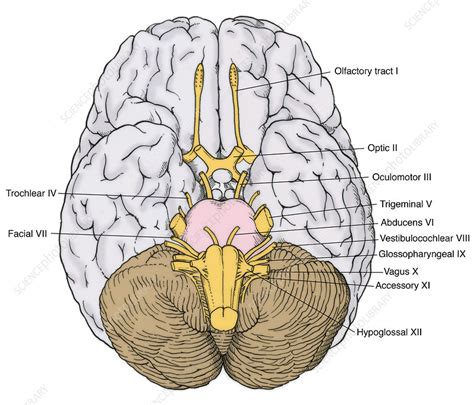 Afbeeldingsresultaten voor Cranial Nerves in Brain Sample