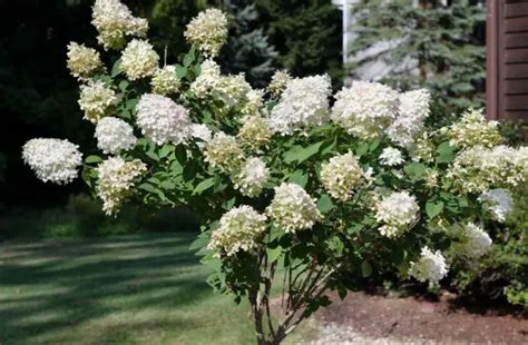 White Flower Tree Identification に対する画像結果