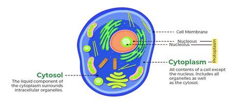 Difference Between Cytosol And Cytoplasm - GeeksforGeeks