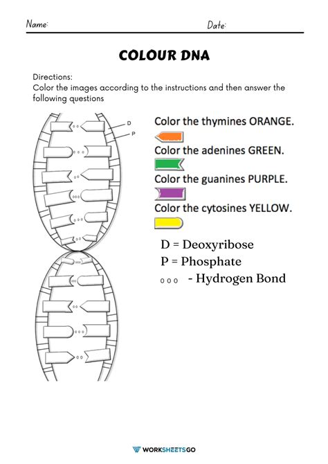 Toradh íomhá ar Decoding DNA Worksheet