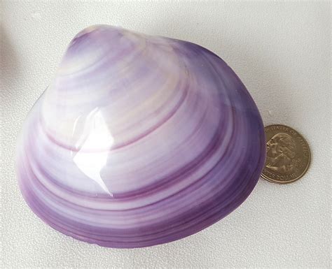 Toradh íomhá ar Purple Shells