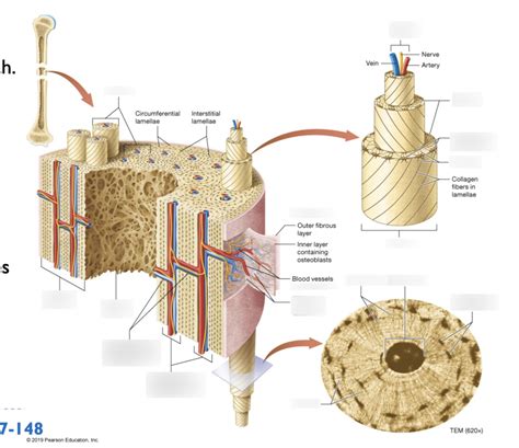 Compact Bone Labeling Worksheets に対する画像結果