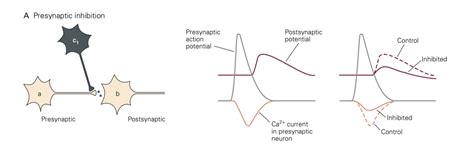 Afbeeldingsresultaten voor Postsynaptic Potential