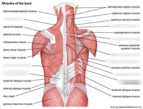 Image result for Spinal Cord Muscles Diagram