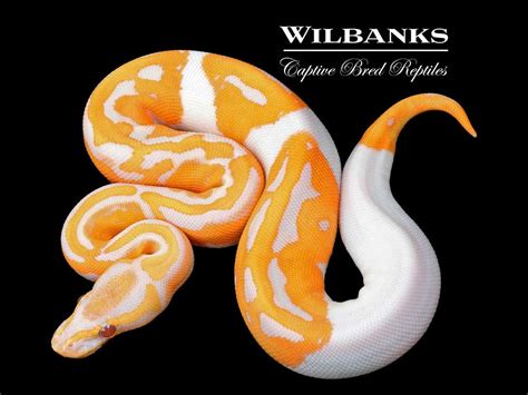 Image result for Emoji Dreamsicle Ball Python