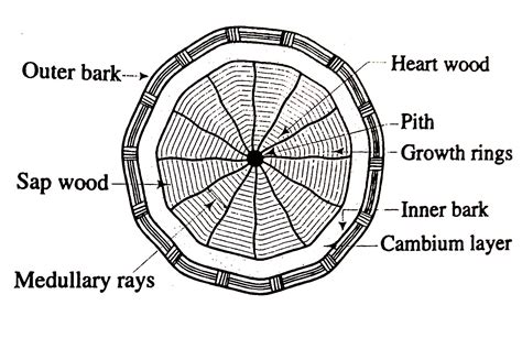 Afbeeldingsresultaten voor Tree Trunk Structure